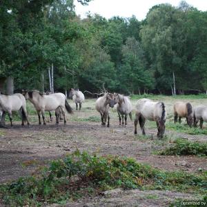 Polish Ponies on Fen